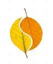 yin-yang-leaves.jpg
